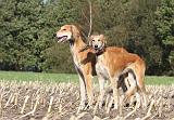 SALUKI 079